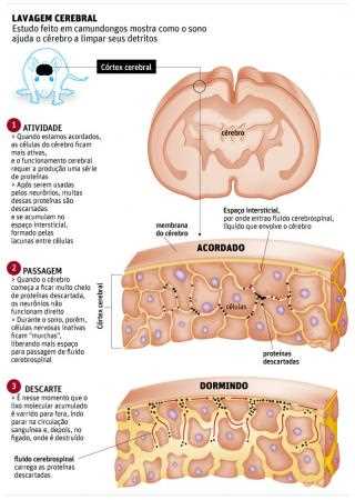 Alimentos que promovem a saúde mental