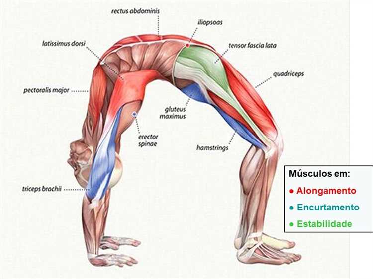 Como a yoga fortalece os músculos