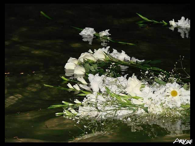 A importância da flor de Iemanjá nos rituais